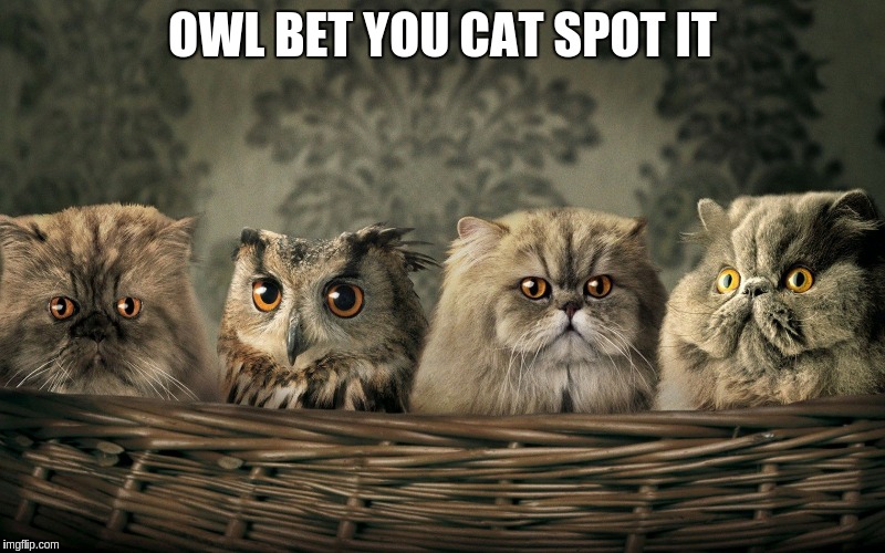 A basket of night vision | OWL BET YOU CAT SPOT IT | image tagged in memes,cats,owls | made w/ Imgflip meme maker