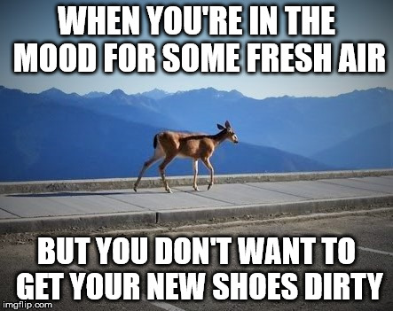 Alone Time | WHEN YOU'RE IN THE MOOD FOR SOME FRESH AIR; BUT YOU DON'T WANT TO GET YOUR NEW SHOES DIRTY | image tagged in moose | made w/ Imgflip meme maker