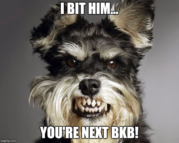 Angry Dog | I BIT HIM... YOU'RE NEXT BKB! | image tagged in angry dog | made w/ Imgflip meme maker