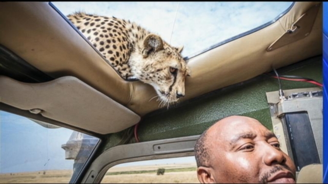 High Quality Cheetah Sunroof Blank Meme Template