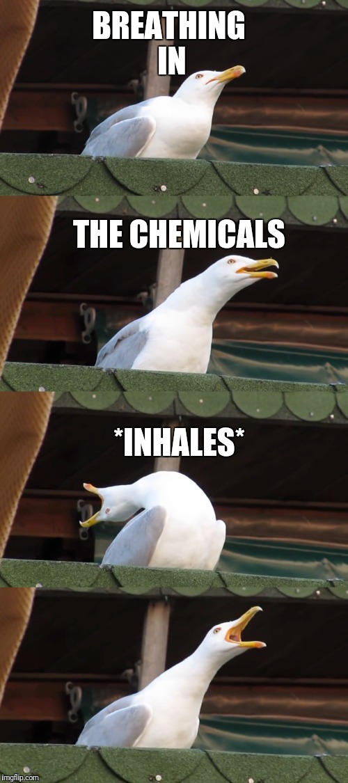 ImagineDragons Seagull Inhale | BREATHING IN; THE CHEMICALS; *INHALES* | image tagged in memes,funny,gifs,seagull | made w/ Imgflip meme maker