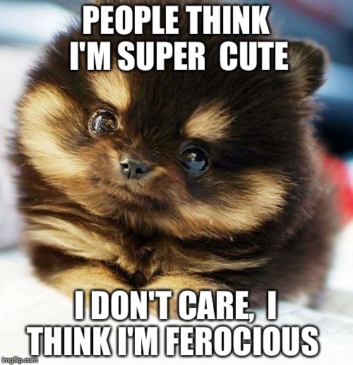 Puppy dog memes | PEOPLE THINK I'M SUPER 
CUTE; I DON'T CARE, 
I THINK I'M FEROCIOUS | image tagged in puppy dog memes | made w/ Imgflip meme maker