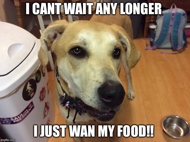 Lab want food | I CANT WAIT ANY LONGER; I JUST WAN MY FOOD!! | image tagged in dog,dog wanting food,dog meme | made w/ Imgflip meme maker