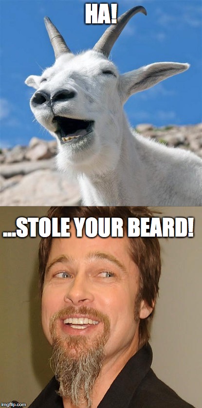 Goat Beard | HA! ...STOLE YOUR BEARD! | image tagged in goat,brad pitt | made w/ Imgflip meme maker