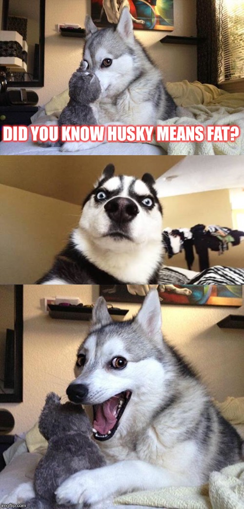 Bad Pun Dog Meme | DID YOU KNOW HUSKY MEANS FAT? | image tagged in memes,bad pun dog | made w/ Imgflip meme maker