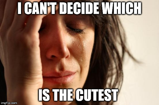 First World Problems Meme | I CAN'T DECIDE WHICH IS THE CUTEST | image tagged in memes,first world problems | made w/ Imgflip meme maker