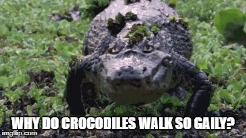 WHY DO CROCODILES WALK SO GAILY? | image tagged in crocodile | made w/ Imgflip meme maker