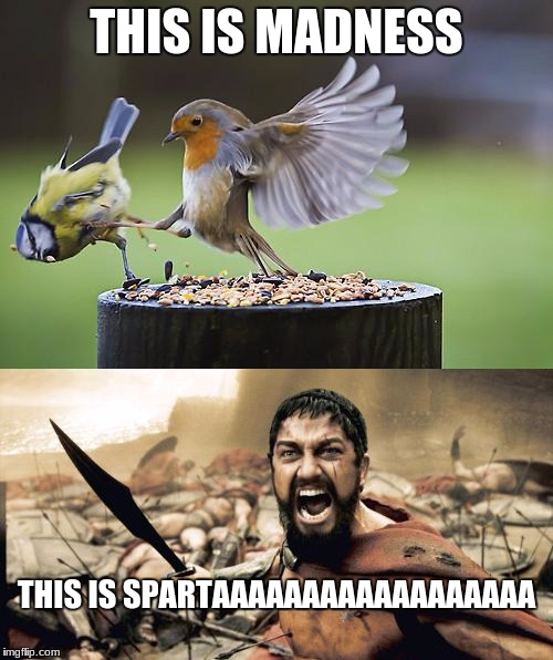 Is this Sparta? - Imgflip