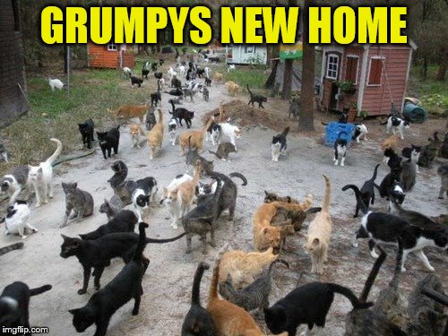 GRUMPYS NEW HOME | made w/ Imgflip meme maker