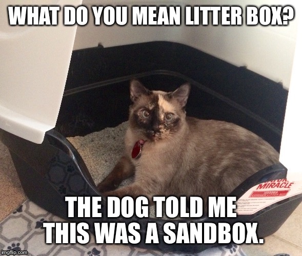 Litter Box? | image tagged in cat | made w/ Imgflip meme maker