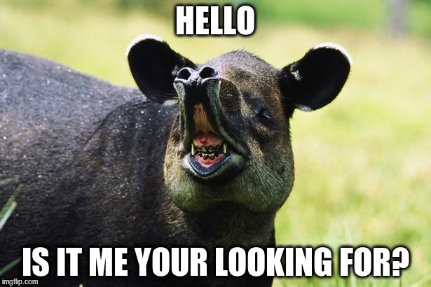 HELLO; IS IT ME YOUR LOOKING FOR? | image tagged in tapir | made w/ Imgflip meme maker