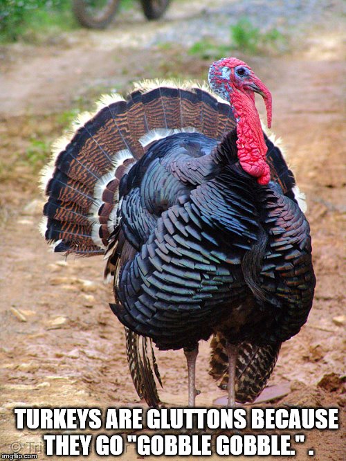 Gluttonous Turkeys | TURKEYS ARE GLUTTONS BECAUSE THEY GO "GOBBLE GOBBLE."
. | image tagged in turkey | made w/ Imgflip meme maker