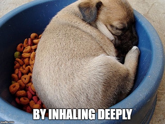 BY INHALING DEEPLY | image tagged in dog sleep bowl | made w/ Imgflip meme maker