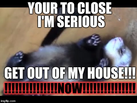 YOUR TO CLOSE; I'M SERIOUS; GET OUT OF MY HOUSE!!! !!!!!!!!!!!!!!!NOW!!!!!!!!!!!!!!! | image tagged in funny,ferrets | made w/ Imgflip meme maker