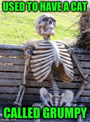 Waiting Skeleton Meme | USED TO HAVE A CAT CALLED GRUMPY | image tagged in memes,waiting skeleton | made w/ Imgflip meme maker