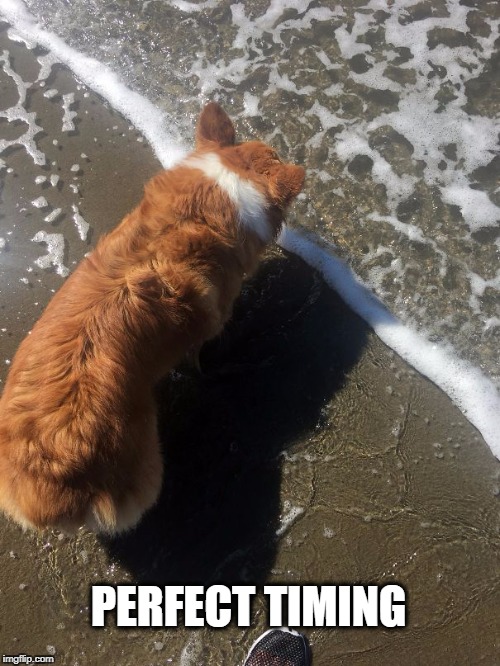 perfect timing | PERFECT TIMING | image tagged in dogs,day at the beach | made w/ Imgflip meme maker