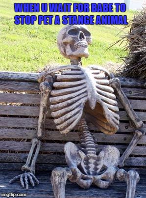 Waiting Skeleton Meme | WHEN U WAIT FOR BABE TO STOP PET A STANGE ANIMAL | image tagged in memes,waiting skeleton | made w/ Imgflip meme maker