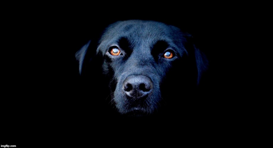 Mirada bella de perro | image tagged in perro,fondo negro | made w/ Imgflip meme maker