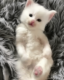 My cat i picture it | image tagged in gifs | made w/ Imgflip video-to-gif maker