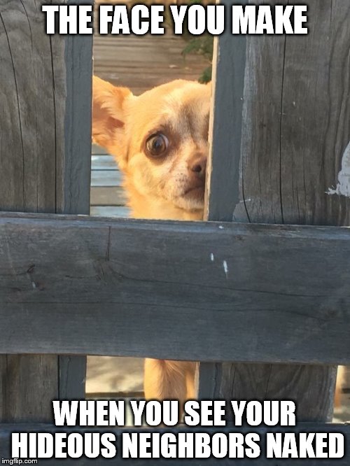 Horrified chihuahua | THE FACE YOU MAKE; WHEN YOU SEE YOUR HIDEOUS NEIGHBORS NAKED | image tagged in dog,scared,ugly,fence | made w/ Imgflip meme maker