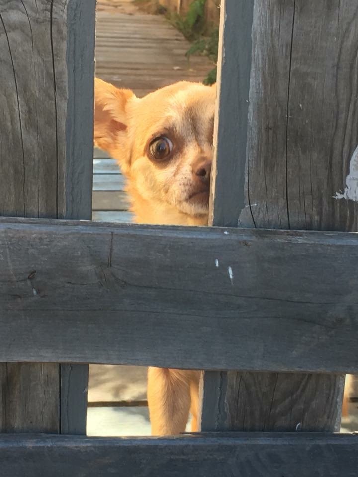 Horrified Chihuahua Blank Meme Template