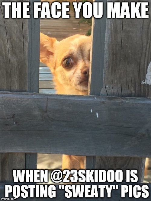 Horrified Chihuahua | THE FACE YOU MAKE; WHEN @23SKIDOO IS POSTING "SWEATY" PICS | image tagged in horrified chihuahua | made w/ Imgflip meme maker