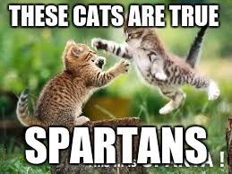 this is sparta | THESE CATS ARE TRUE; SPARTANS | image tagged in funny | made w/ Imgflip meme maker