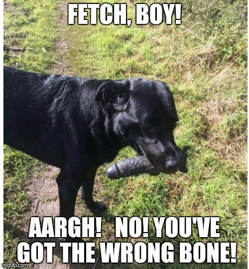 FETCH, BOY! AARGH!   NO! YOU'VE GOT THE WRONG BONE! | image tagged in dog,bones,boner,memes | made w/ Imgflip meme maker