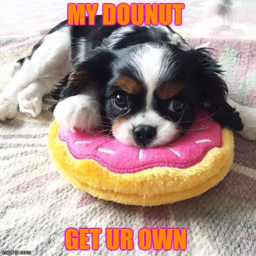 MY DOUNUT; GET UR OWN | image tagged in dog | made w/ Imgflip meme maker