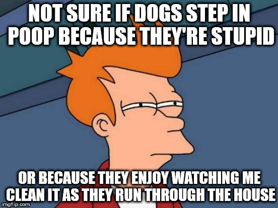 Futurama Fry Meme | NOT SURE IF DOGS STEP IN POOP BECAUSE THEY'RE STUPID; OR BECAUSE THEY ENJOY WATCHING ME CLEAN IT AS THEY RUN THROUGH THE HOUSE | image tagged in memes,futurama fry | made w/ Imgflip meme maker