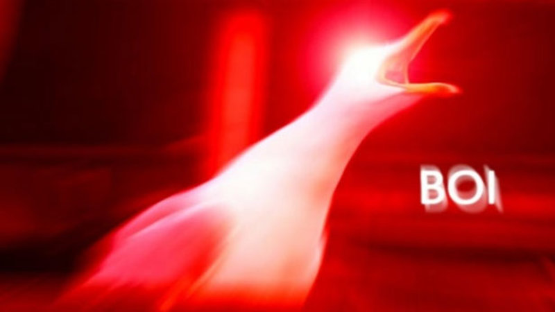 High Quality BIRD INHAILING NIBBA Blank Meme Template