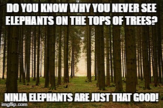 Ninja Elephants | DO YOU KNOW WHY YOU NEVER SEE ELEPHANTS ON THE TOPS OF TREES? NINJA ELEPHANTS ARE JUST THAT GOOD! | image tagged in ninja,elephant,trees,funny animals | made w/ Imgflip meme maker