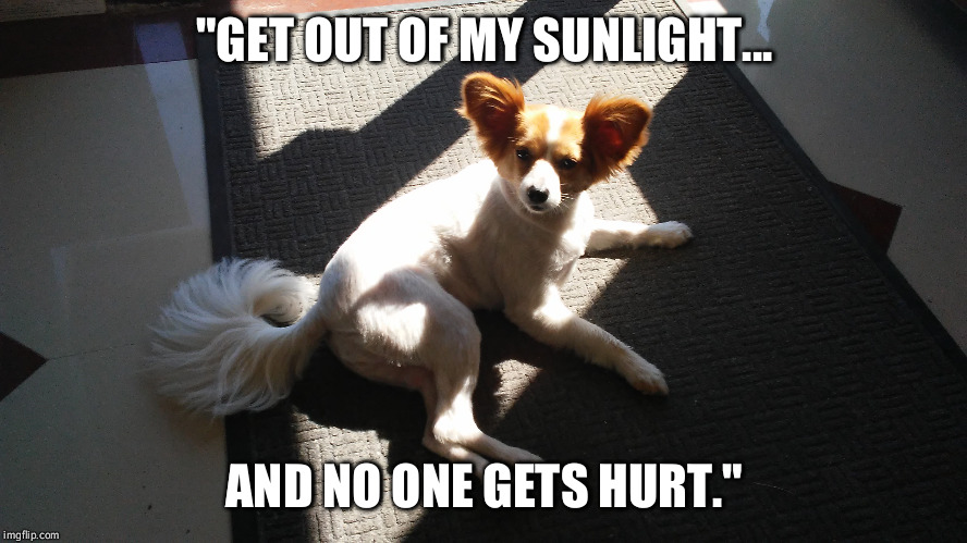 Happy Illustrates the Power of Eye Contact | "GET OUT OF MY SUNLIGHT... AND NO ONE GETS HURT." | image tagged in dog,funny,sunlight,eye contact,power,happy | made w/ Imgflip meme maker
