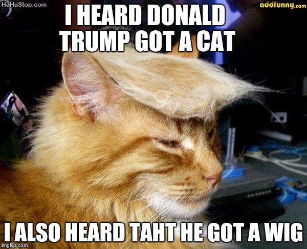 donald trump cat | I HEARD DONALD TRUMP
GOT A CAT; I ALSO HEARD TAHT HE GOT A WIG | image tagged in donald trump cat | made w/ Imgflip meme maker