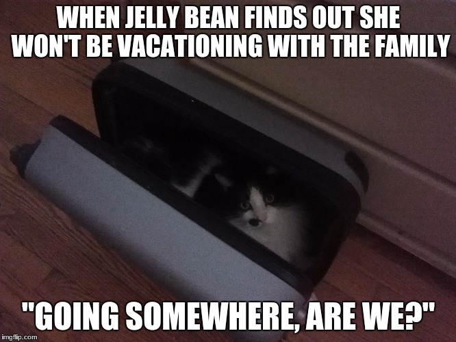 Just In Case | WHEN JELLY BEAN FINDS OUT SHE WON'T BE VACATIONING WITH THE FAMILY; "GOING SOMEWHERE, ARE WE?" | image tagged in funny cats,suitcase,vacation,funny meme,humour,angry cat | made w/ Imgflip meme maker