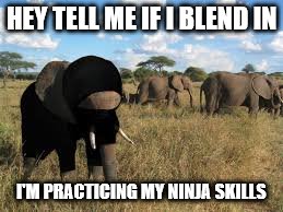 HEY TELL ME IF I BLEND IN I'M PRACTICING MY NINJA SKILLS | made w/ Imgflip meme maker