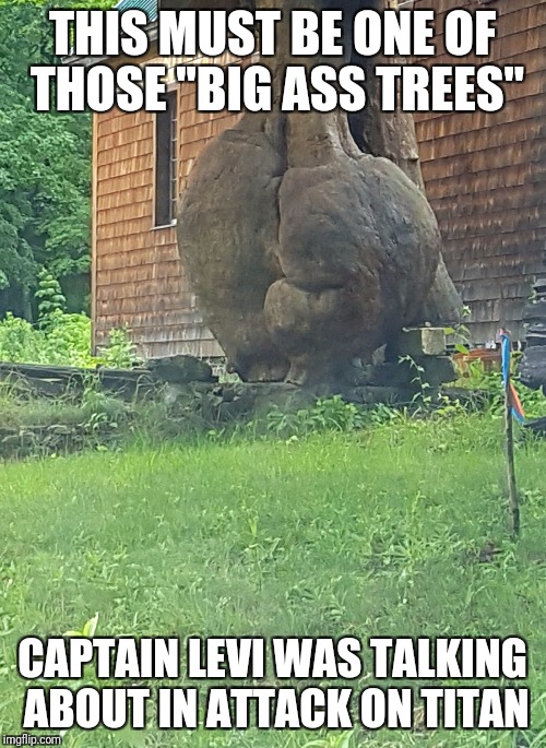 THIS MUST BE ONE OF THOSE "BIG ASS TREES"; CAPTAIN LEVI WAS TALKING ABOUT IN ATTACK ON TITAN | image tagged in aot,attack on titan,levi,captain levi,big ass | made w/ Imgflip meme maker