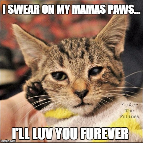 Adopt, Don't Shop! | I SWEAR ON MY MAMAS PAWS... I'LL LUV YOU FUREVER | image tagged in cats | made w/ Imgflip meme maker
