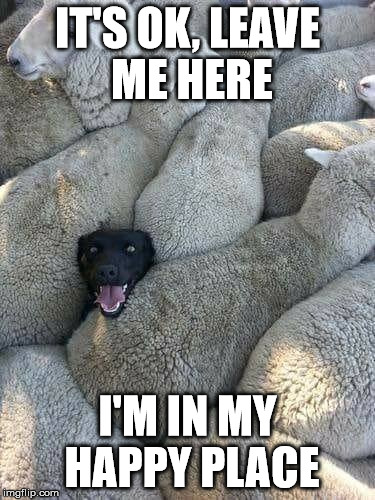 Happy Dog | IT'S OK, LEAVE ME HERE; I'M IN MY HAPPY PLACE | image tagged in dog,happy dog,sheep,sheep dog | made w/ Imgflip meme maker