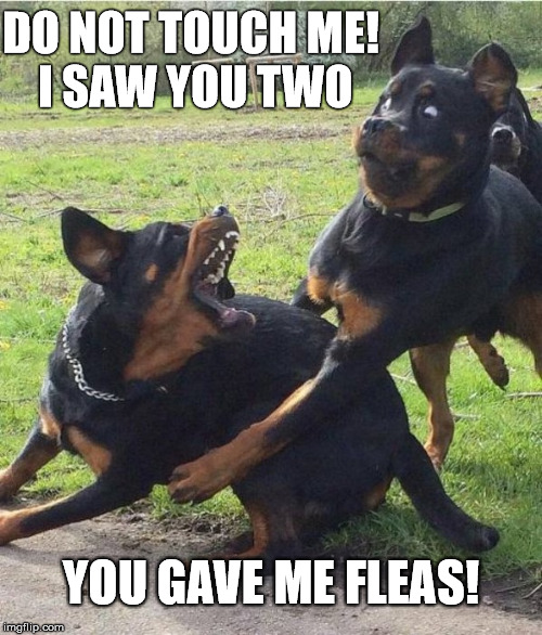 Dirty Cheating Dog | DO NOT TOUCH
ME! I SAW YOU TWO; YOU GAVE ME FLEAS! | image tagged in dogs,fighting,funny memes,mad,cheater | made w/ Imgflip meme maker