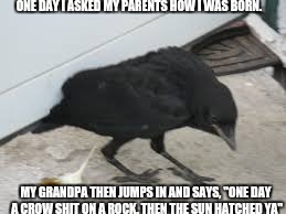 Crow shitting | ONE DAY I ASKED MY PARENTS HOW I WAS BORN. MY GRANDPA THEN JUMPS IN AND SAYS,
"ONE DAY A CROW SHIT ON A ROCK. THEN THE SUN HATCHED YA" | image tagged in story of my life | made w/ Imgflip meme maker