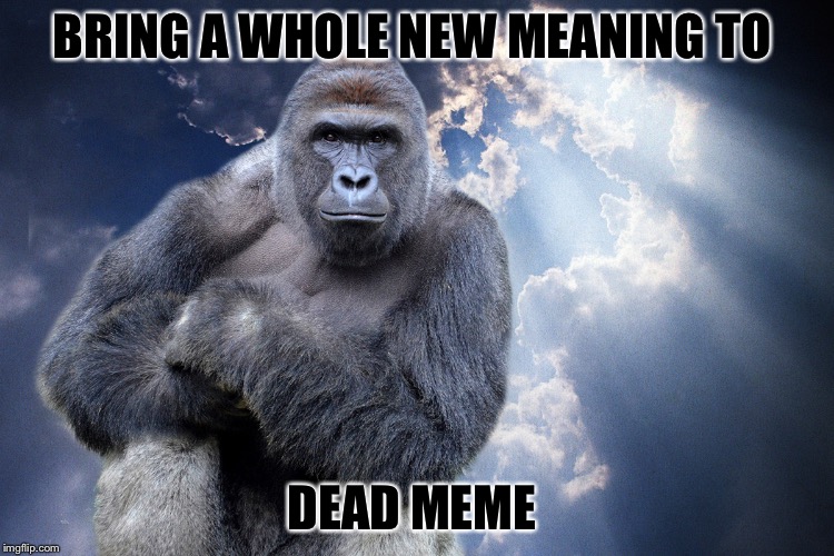 Harambe | BRING A WHOLE NEW MEANING TO; DEAD MEME | image tagged in harambe isn't dead | made w/ Imgflip meme maker