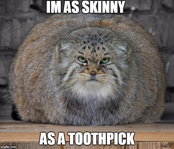 Fat Cats Exercise | IM AS SKINNY; AS A TOOTHPICK | image tagged in fat cats exercise | made w/ Imgflip meme maker
