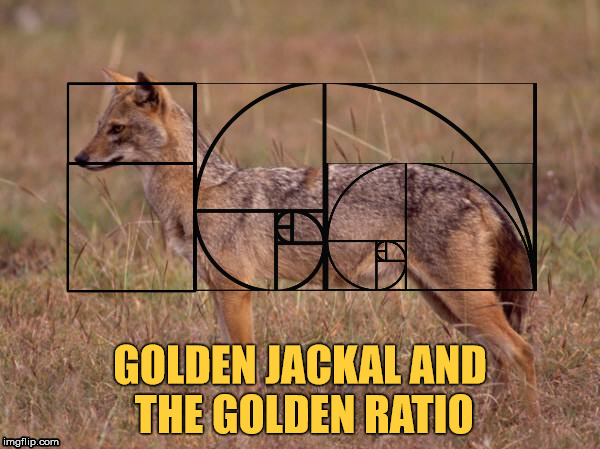 GOLDEN JACKAL AND THE GOLDEN RATIO | made w/ Imgflip meme maker