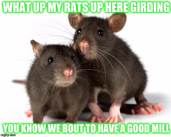 Rats | WHAT UP MY RATS UP HERE GIRDING; YOU KNOW WE BOUT TO HAVE A GOOD MILL | image tagged in rats | made w/ Imgflip meme maker