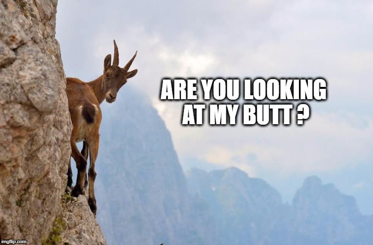 ARE YOU LOOKING AT MY BUTT ? | image tagged in butt,what are you looking at,sexy butt,ass,dat ass | made w/ Imgflip meme maker