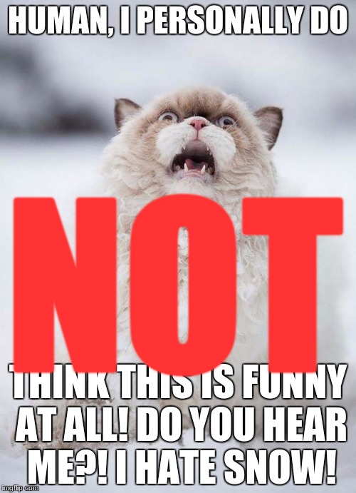 Scared Cat | HUMAN, I PERSONALLY DO; NOT; THINK THIS IS FUNNY AT ALL! DO YOU HEAR ME?! I HATE SNOW! | image tagged in scared cat | made w/ Imgflip meme maker