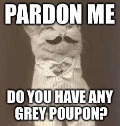 Grey poupon | PARDON ME; DO YOU HAVE ANY GREY POUPON? | image tagged in cute cat funny | made w/ Imgflip meme maker