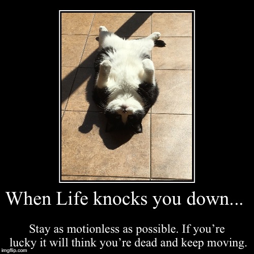image tagged in funny,demotivationals,cats,cat,life sucks | made w/ Imgflip demotivational maker