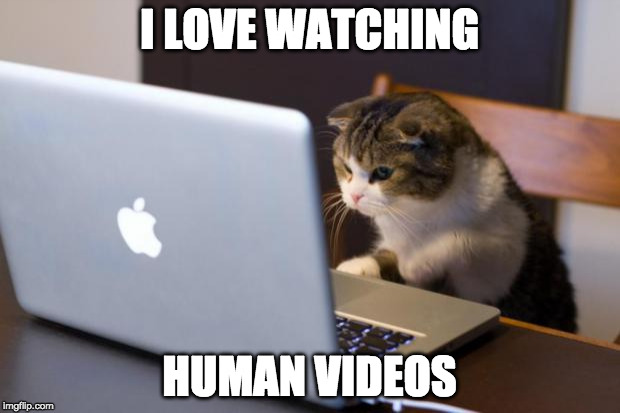 Grumpy Human is his favorite | I LOVE WATCHING; HUMAN VIDEOS | image tagged in cat using computer,grumpy cat,human,cats,cat videos | made w/ Imgflip meme maker
